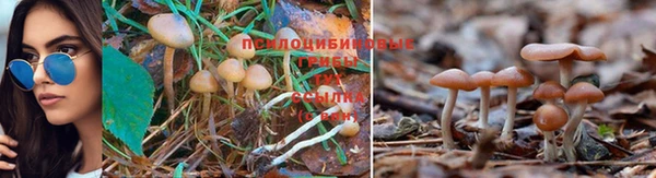 прущие грибы Аркадак