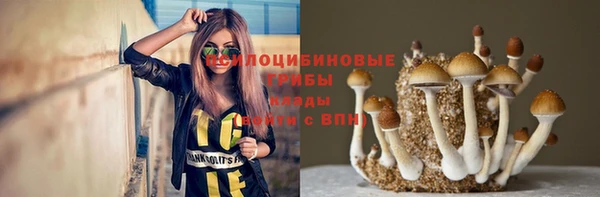 прущие грибы Аркадак